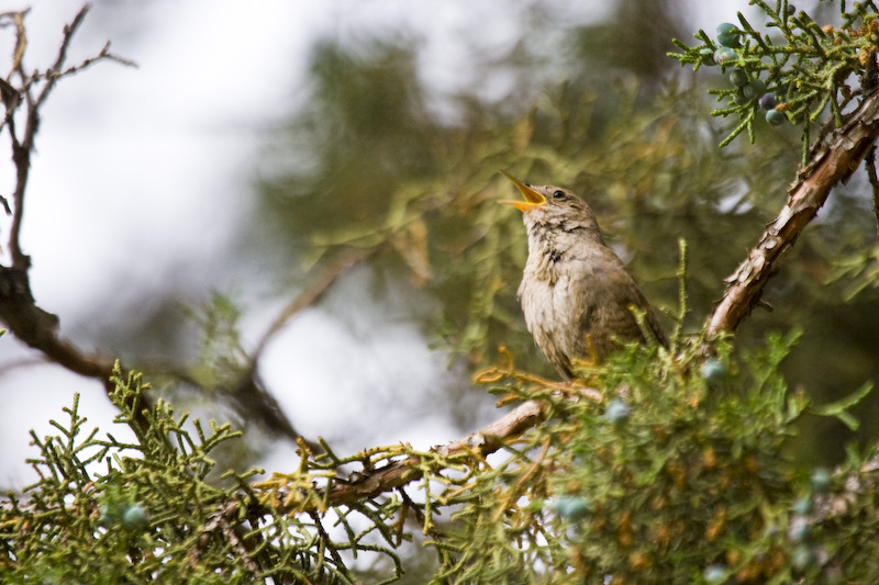 Singing House Wren